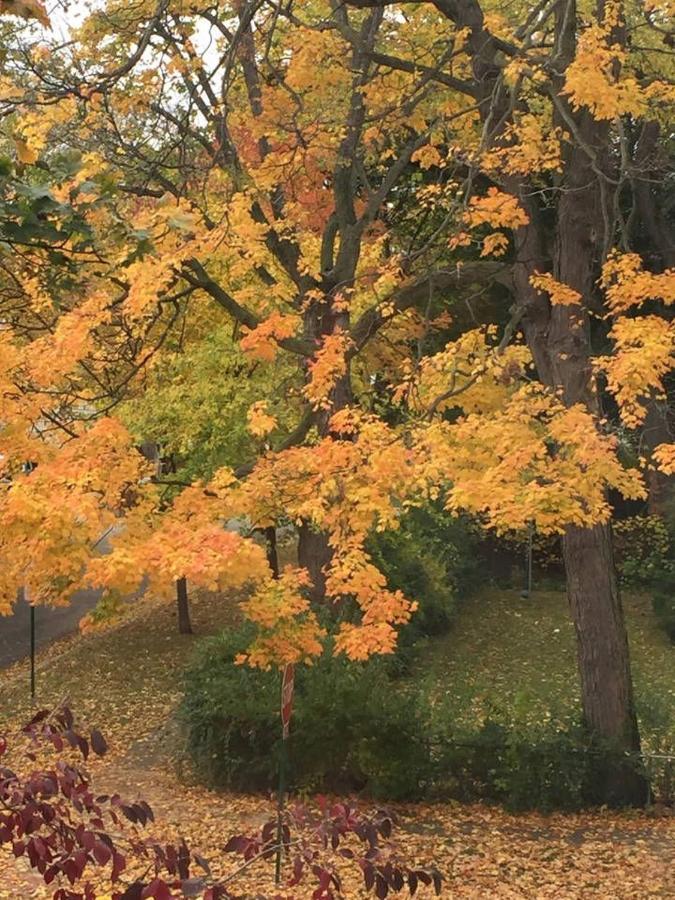 Appartement Oak Park Beauties - Tree Lined Streets - Walkable Extérieur photo